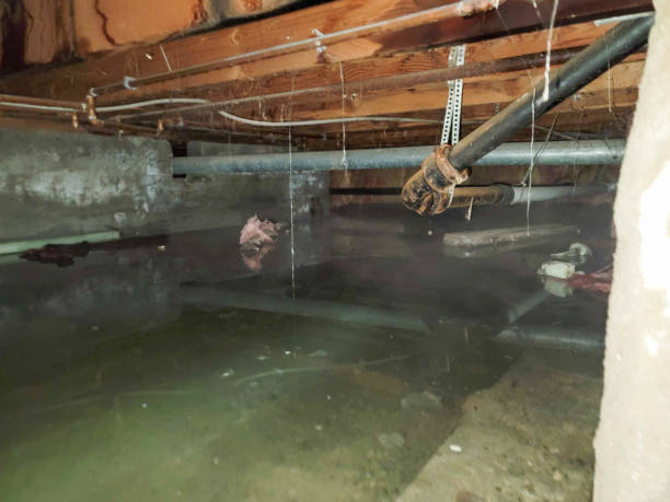 Best Sewage cleanup and water damage restoration  in Altavista, VA